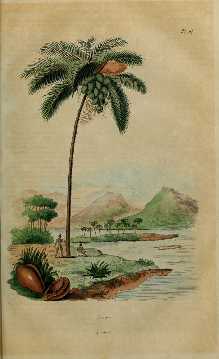 Story of the Coconut Palm (Nicobar)