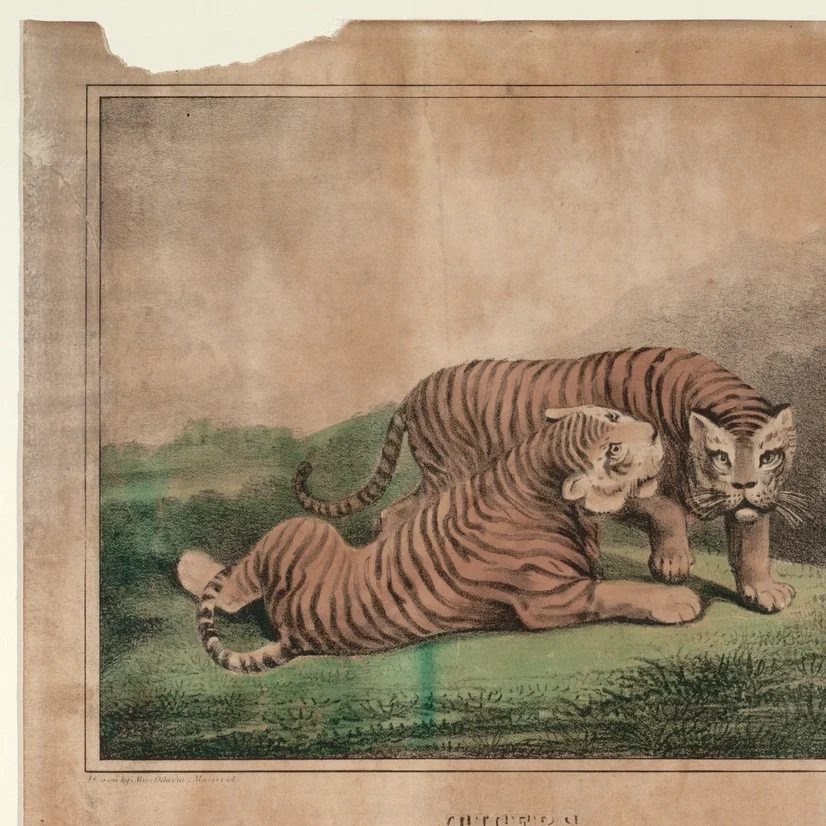 Tigers, Smithsonian National Museum African