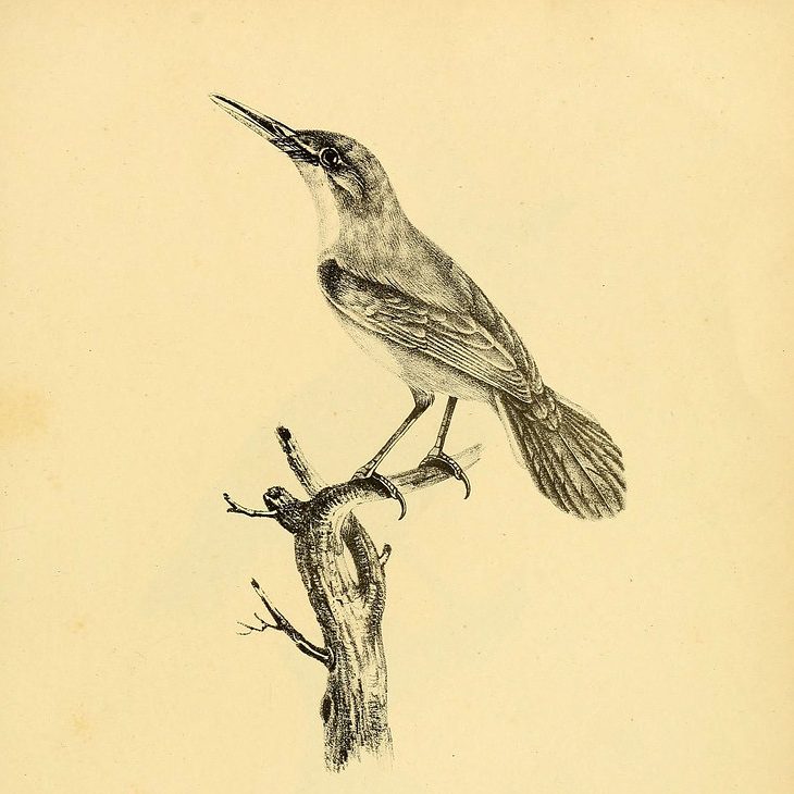 The Sparrow and the Crow (Uttar Pradesh)