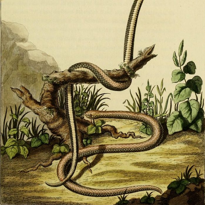 Nag Panchami and the Cobra (Andhra Pradesh)