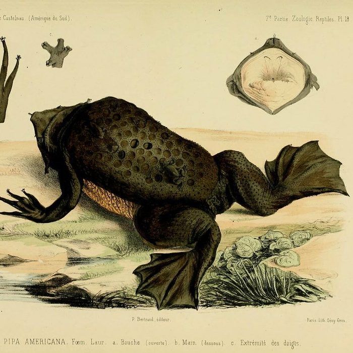 The Toad (Manipur)