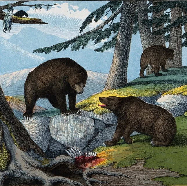 The Bear’s Pond (Mizoram)