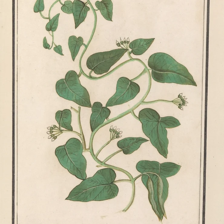 Apocynum (1596 - 1610) Anselmus